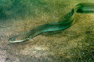 Aal (Anguilla anguilla)