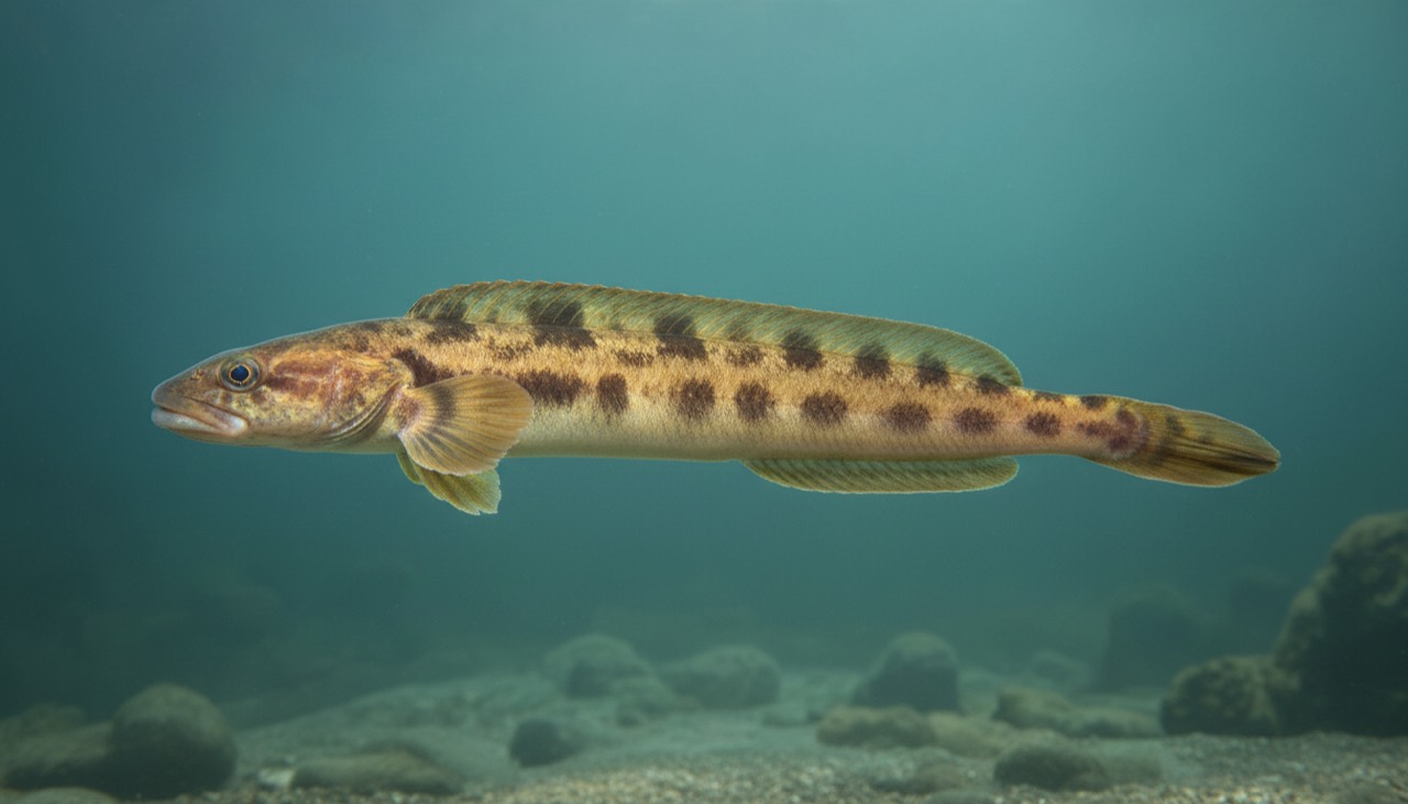 Aalmutter (Eelpout)