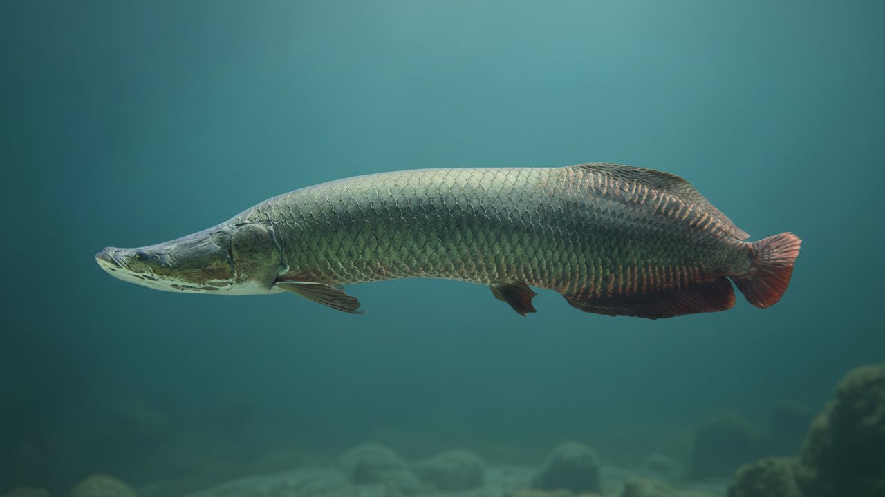 Arapaima