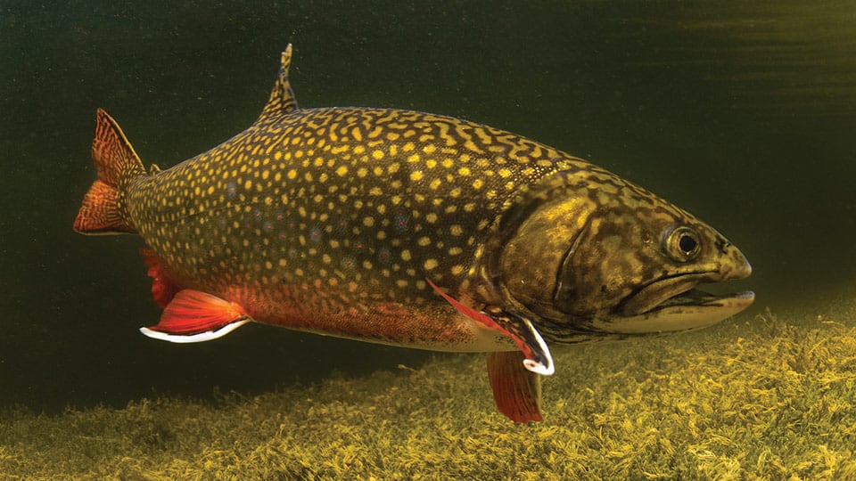 Bachsaibling (Salvelinus fontinalis)