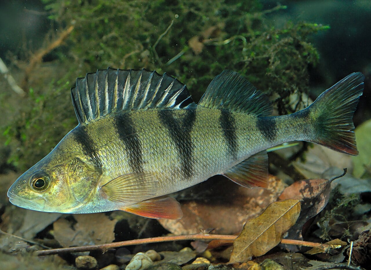 Flussbarsch (Perca fluviatilis)