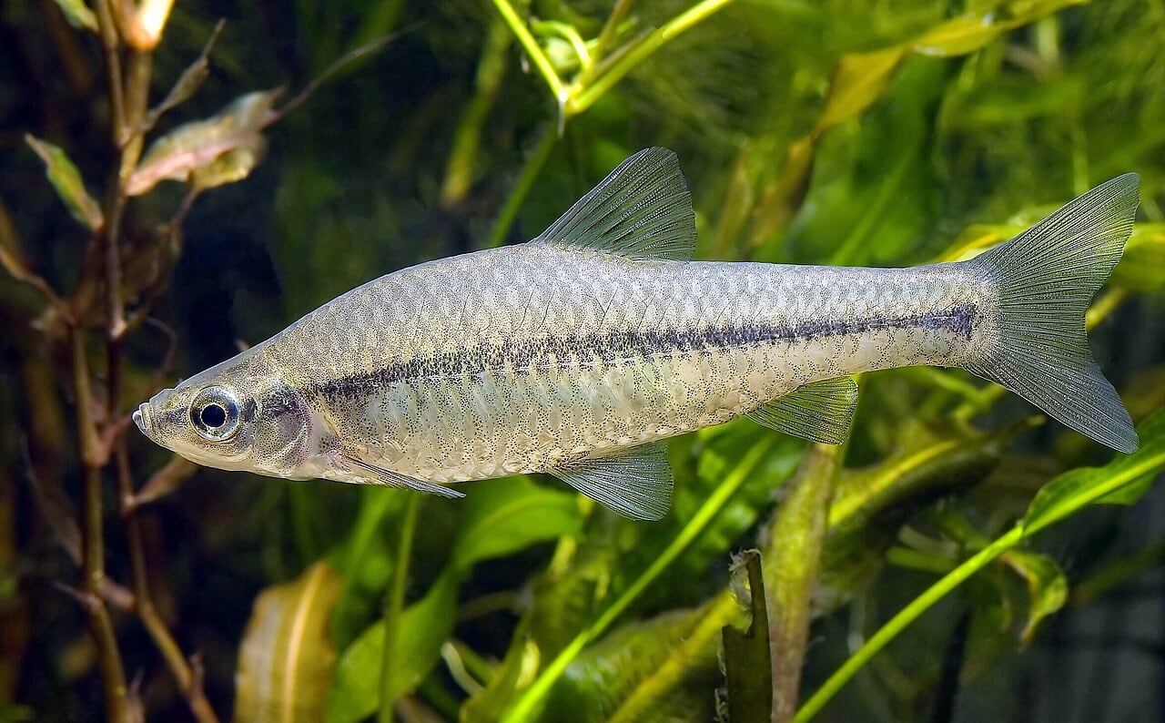 Blaubandbärbling (Topmouth Gudgeon) (Pseudorasbora parva)