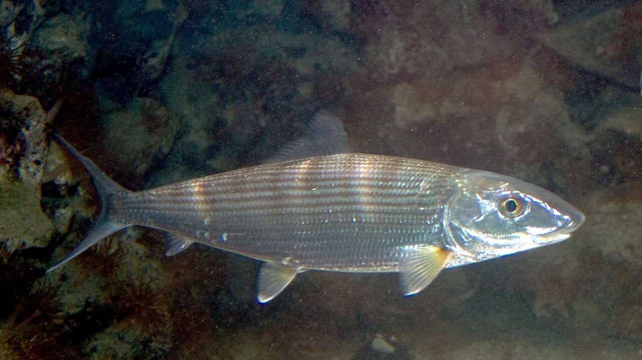 Bonefish (Albula vulpes)