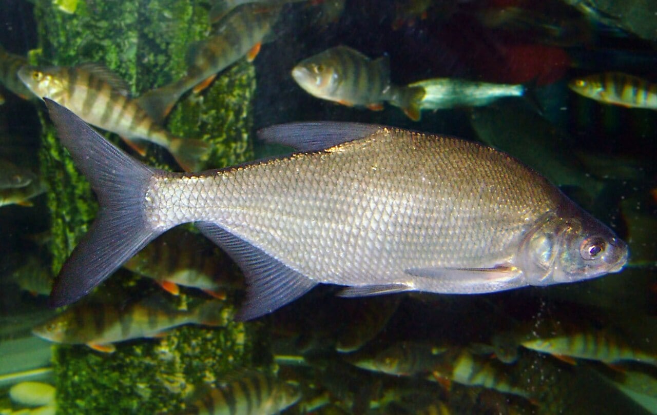 Brassen (Blei) (Abramis brama)