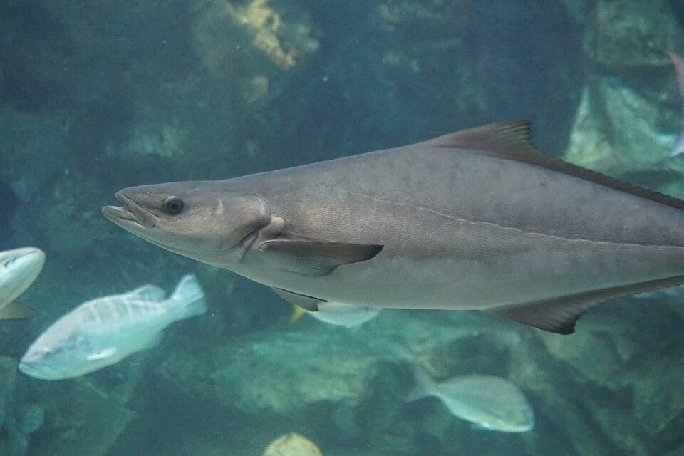 Cobia (Offiziersbarsch) (Rachycentron canadum)