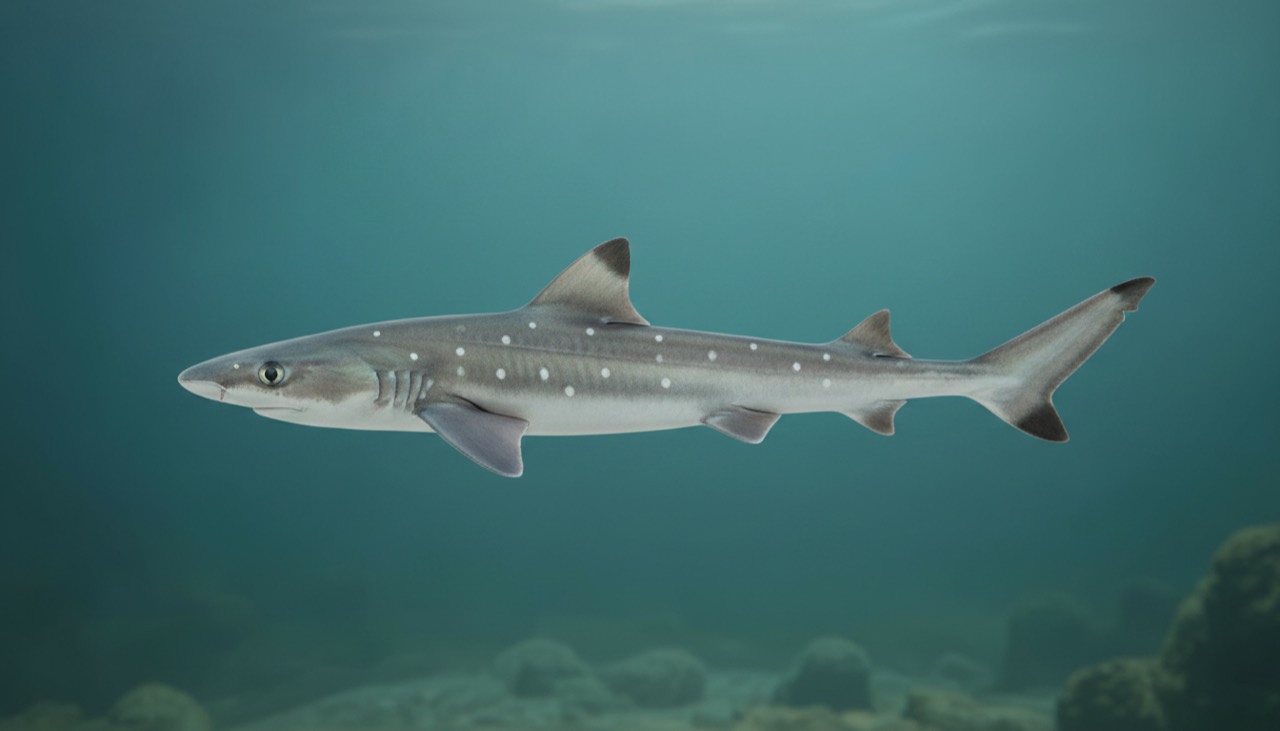 Dornhai (Spiny Dogfish)