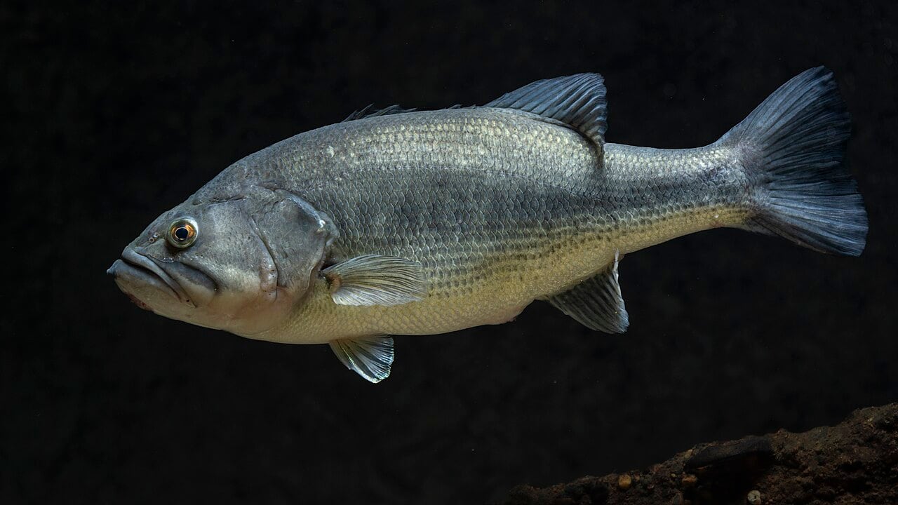 Forellenbarsch (Largemouth Bass) (Micropterus salmoides)