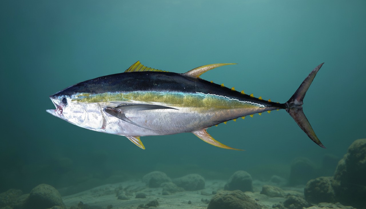 Gelbflossen-Thunfisch