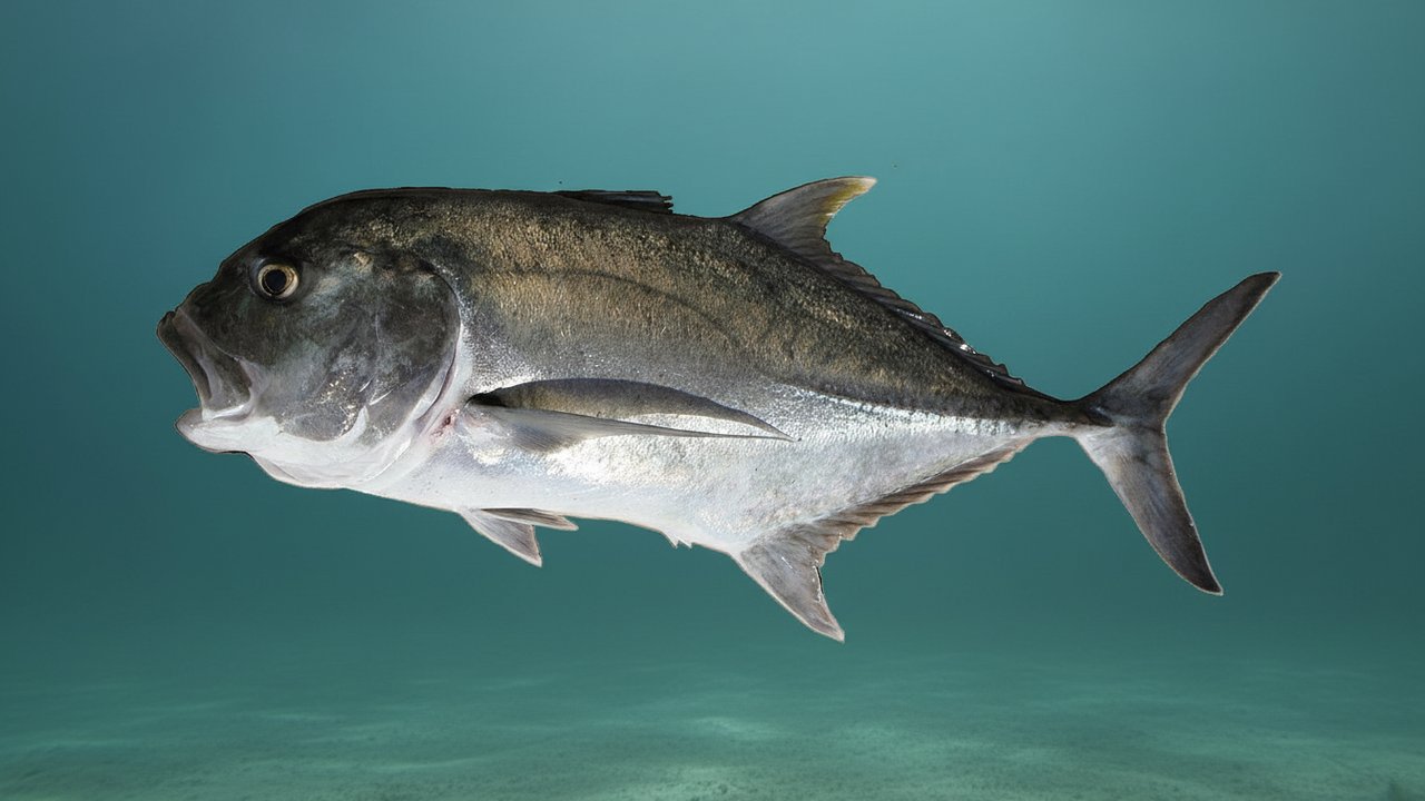 Giant Trevally (GT)