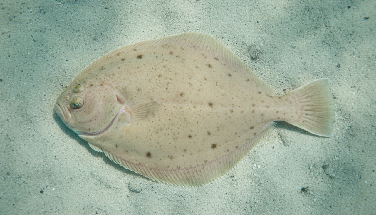 Glattbutt (Brill)
