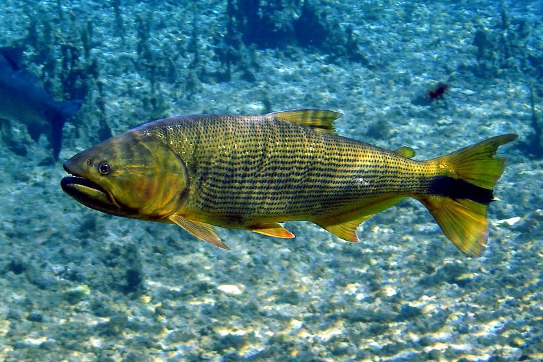 Golden Dorado (Salminus brasiliensis)
