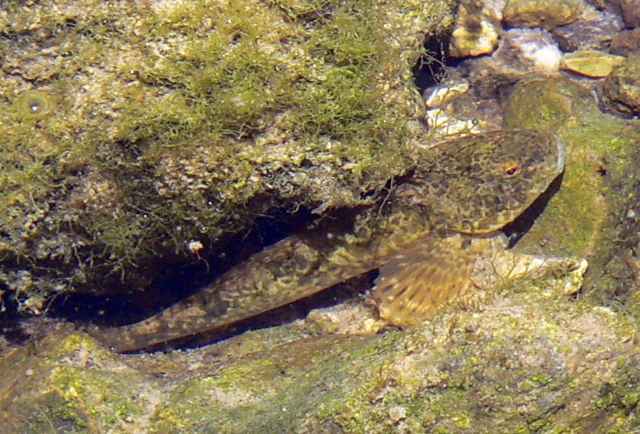Groppe (Cottus gobio)