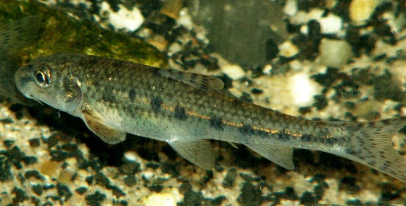 Gründling (Gobio gobio)