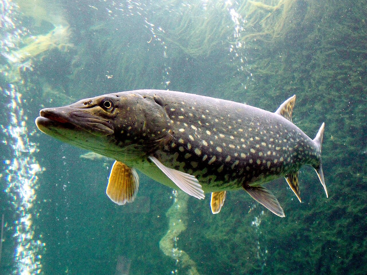 Hecht (Esox lucius)