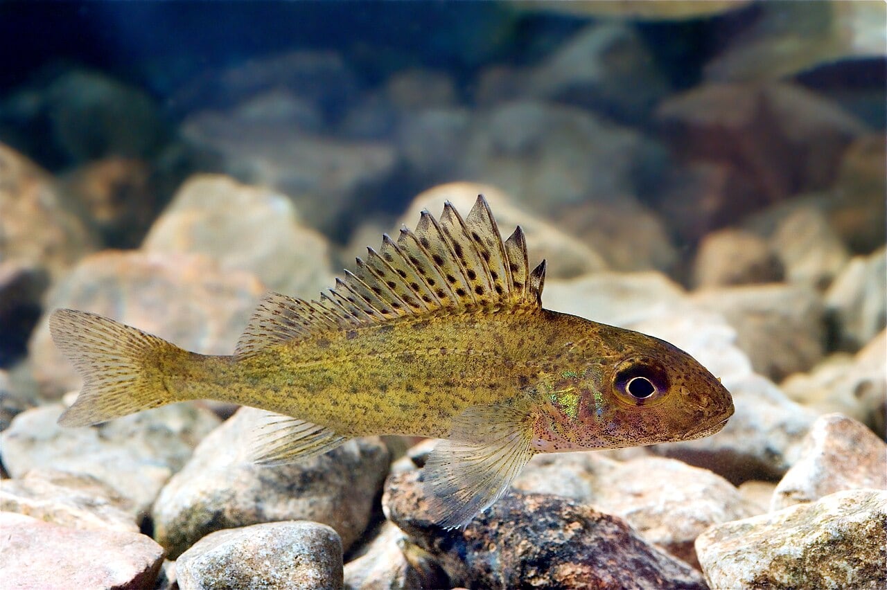 Kaulbarsch (Gymnocephalus cernua)