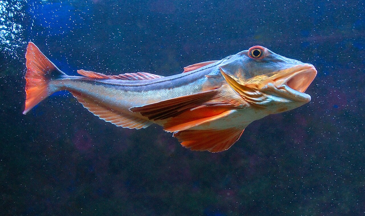 Knurrhahn (Chelidonichthys lucerna)