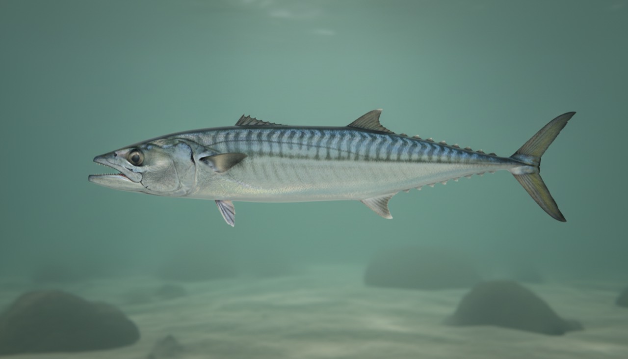 Königsmakrele (King Mackerel)