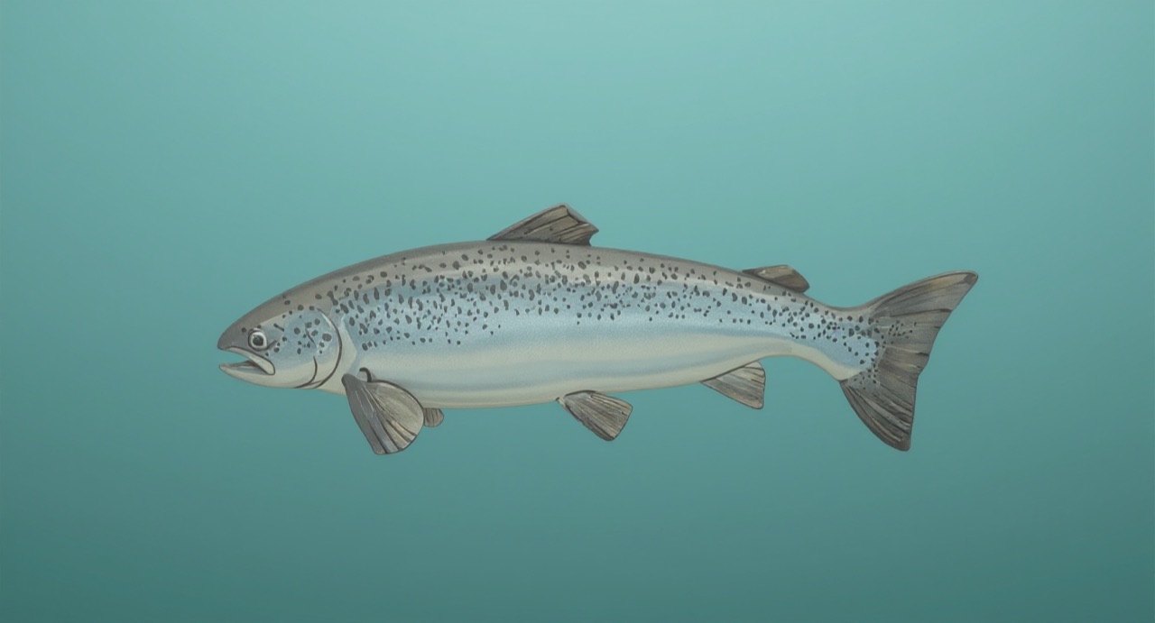 Lachs