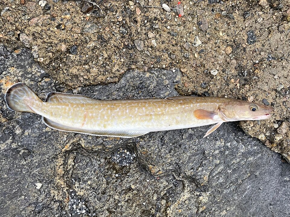Leng (Molva molva)