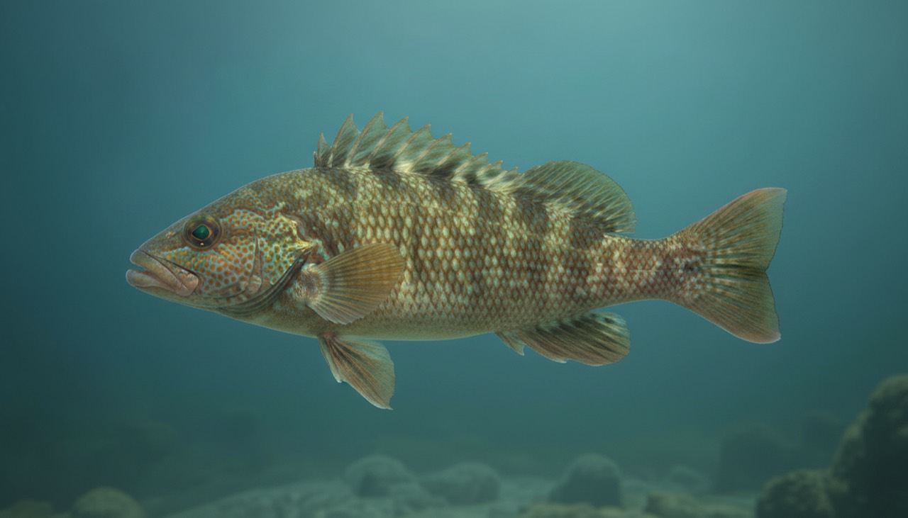 Großer Lippfisch (Ballan Wrasse)