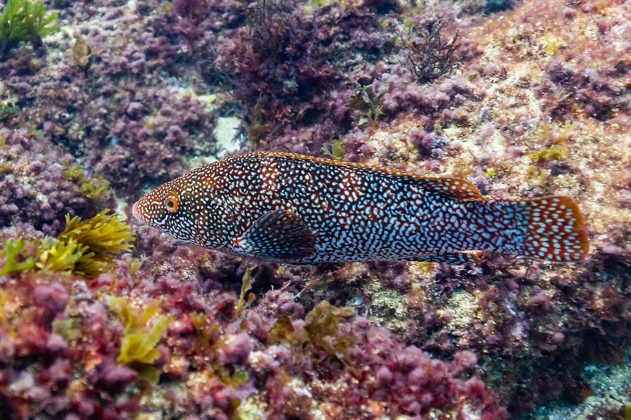 Großer Lippfisch (Ballan Wrasse) (Labrus bergylta)
