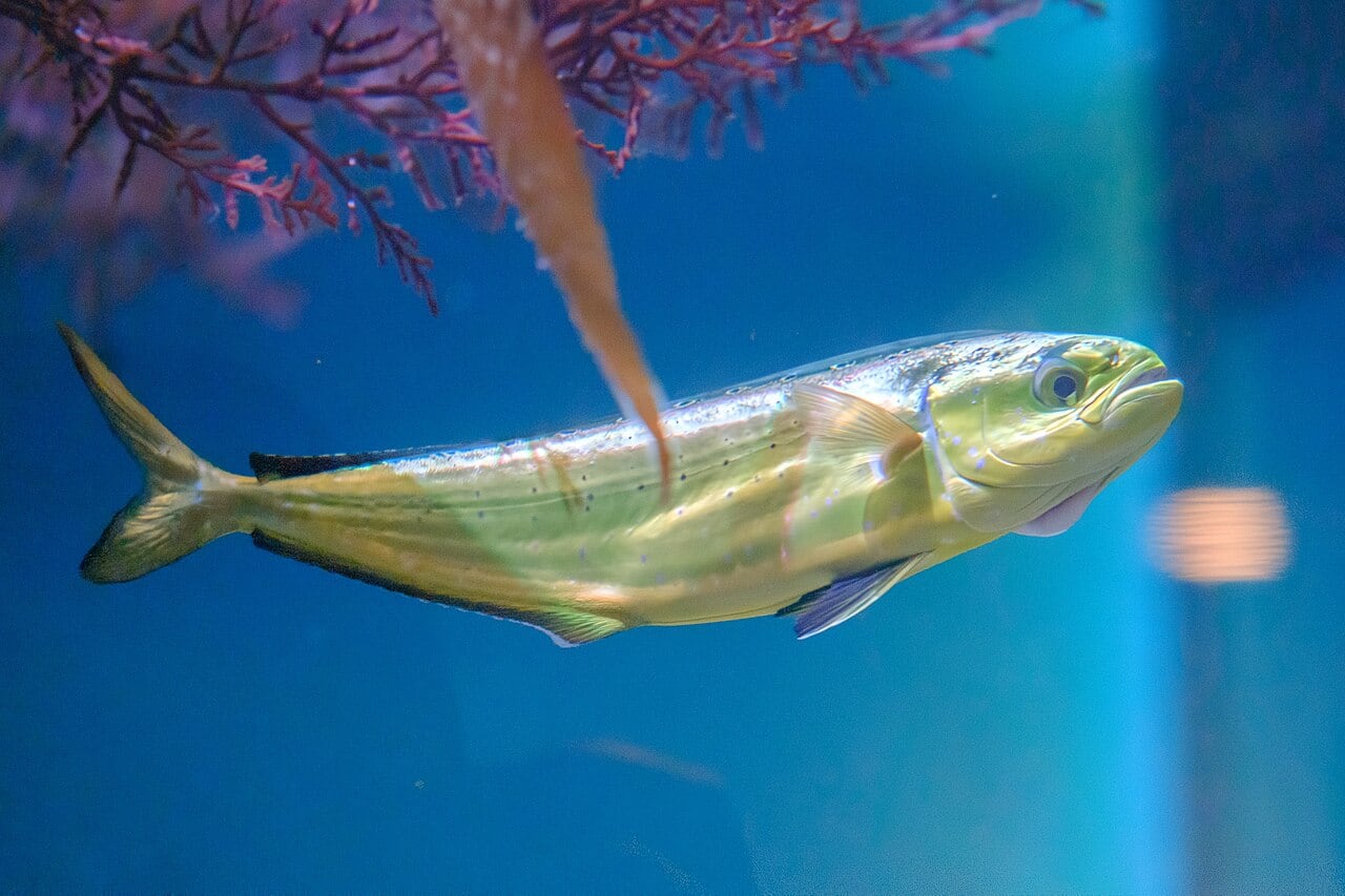 Mahi-Mahi (Goldmakrele) (Coryphaena hippurus)