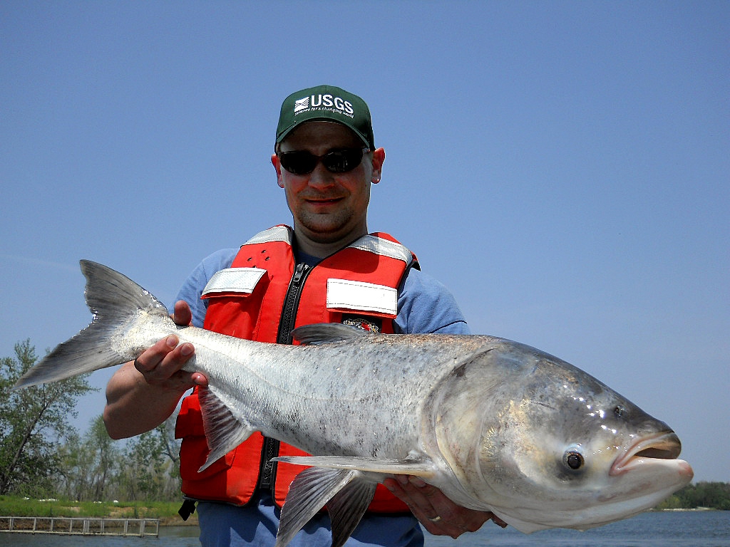 Marmorkarpfen (Bighead Carp) (Hypophthalmichthys nobilis)
