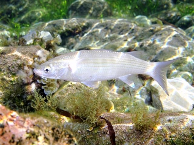 Meeräsche (Chelon labrosus)