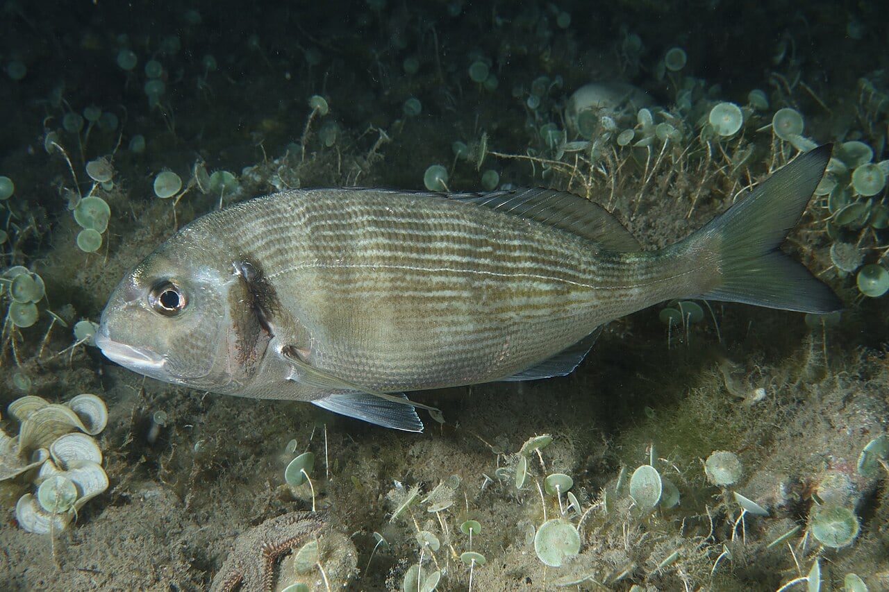 Meerbrasse (Goldbrasse) (Sparus aurata)