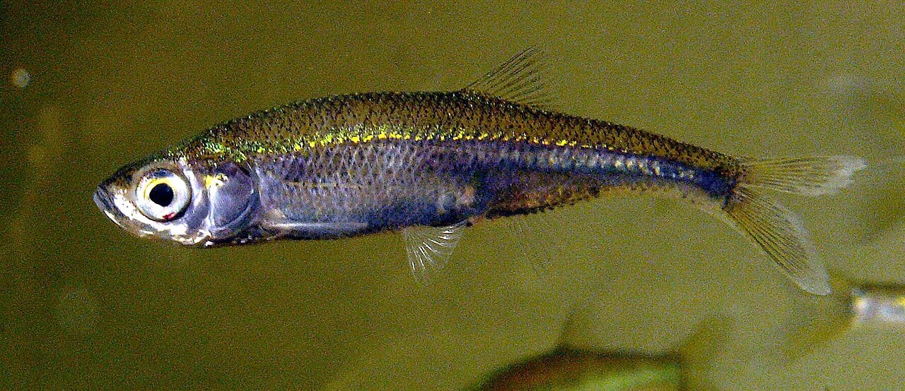 Moderlieschen (Leucaspius delineatus)