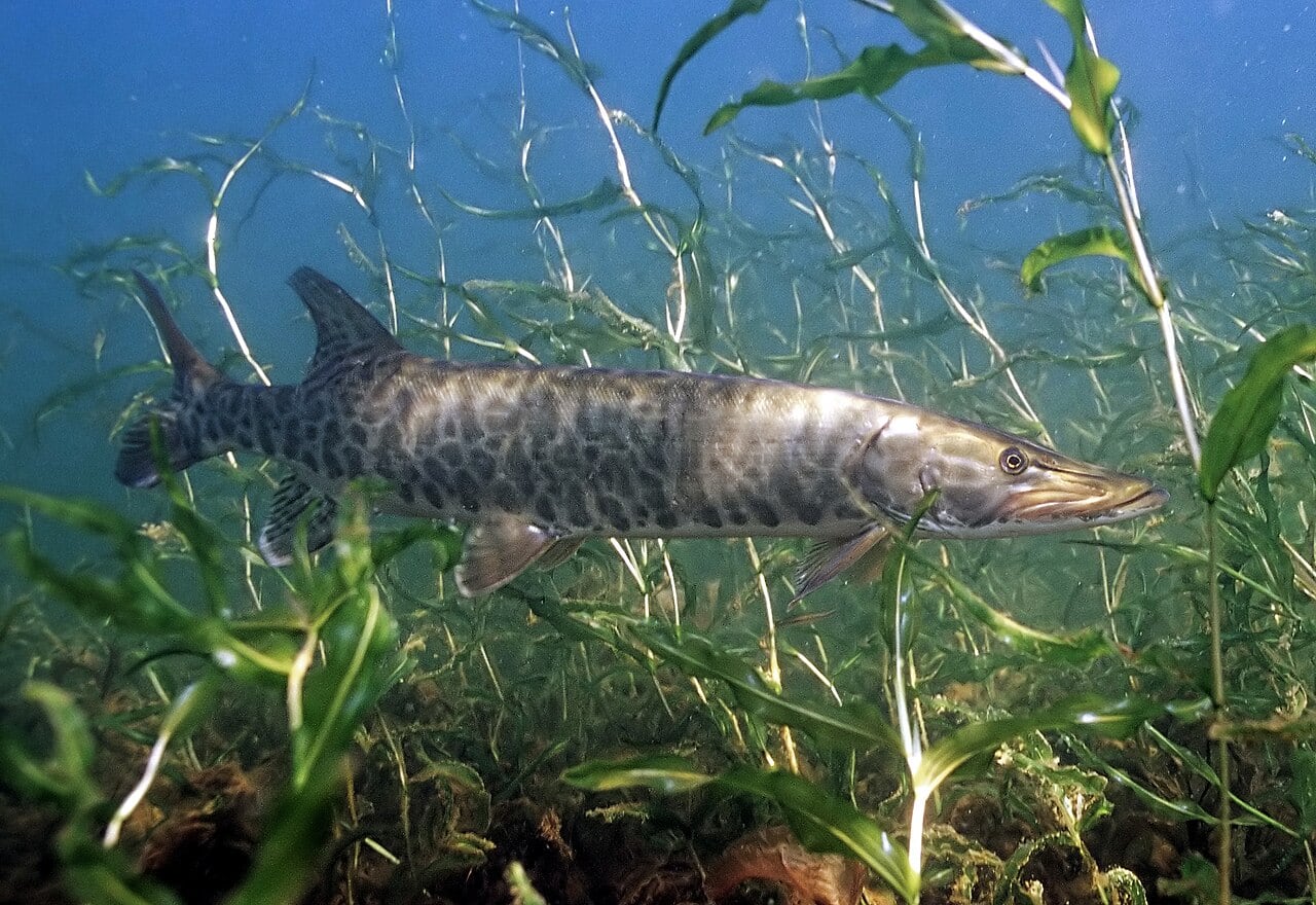 Muskellunge (Muskie) (Esox masquinongy)