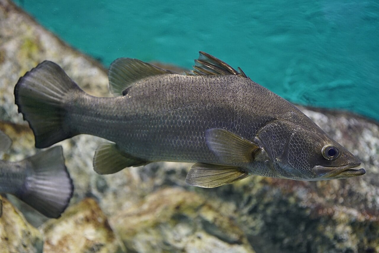 Nilbarsch (Nile Perch) (Lates niloticus)