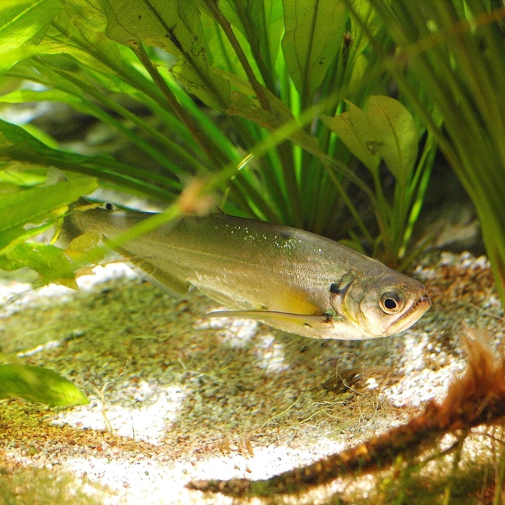 Payara (Vampirfisch) (Hydrolycus scomberoides)