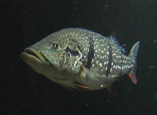 Peacock Bass (Cichla temensis)