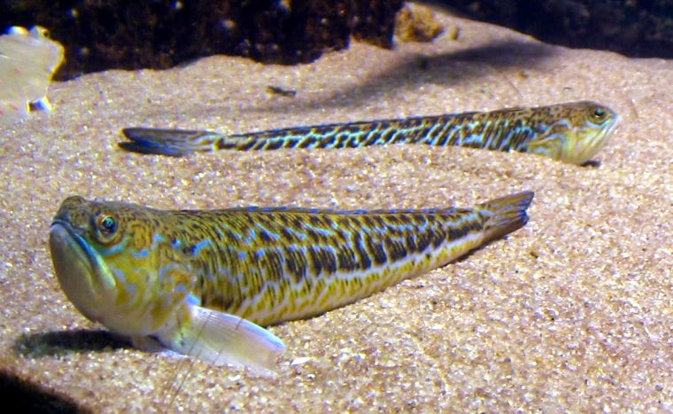 Großes Petermännchen (Trachinus draco)