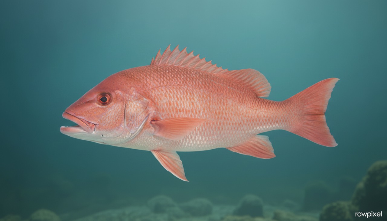 Red Snapper
