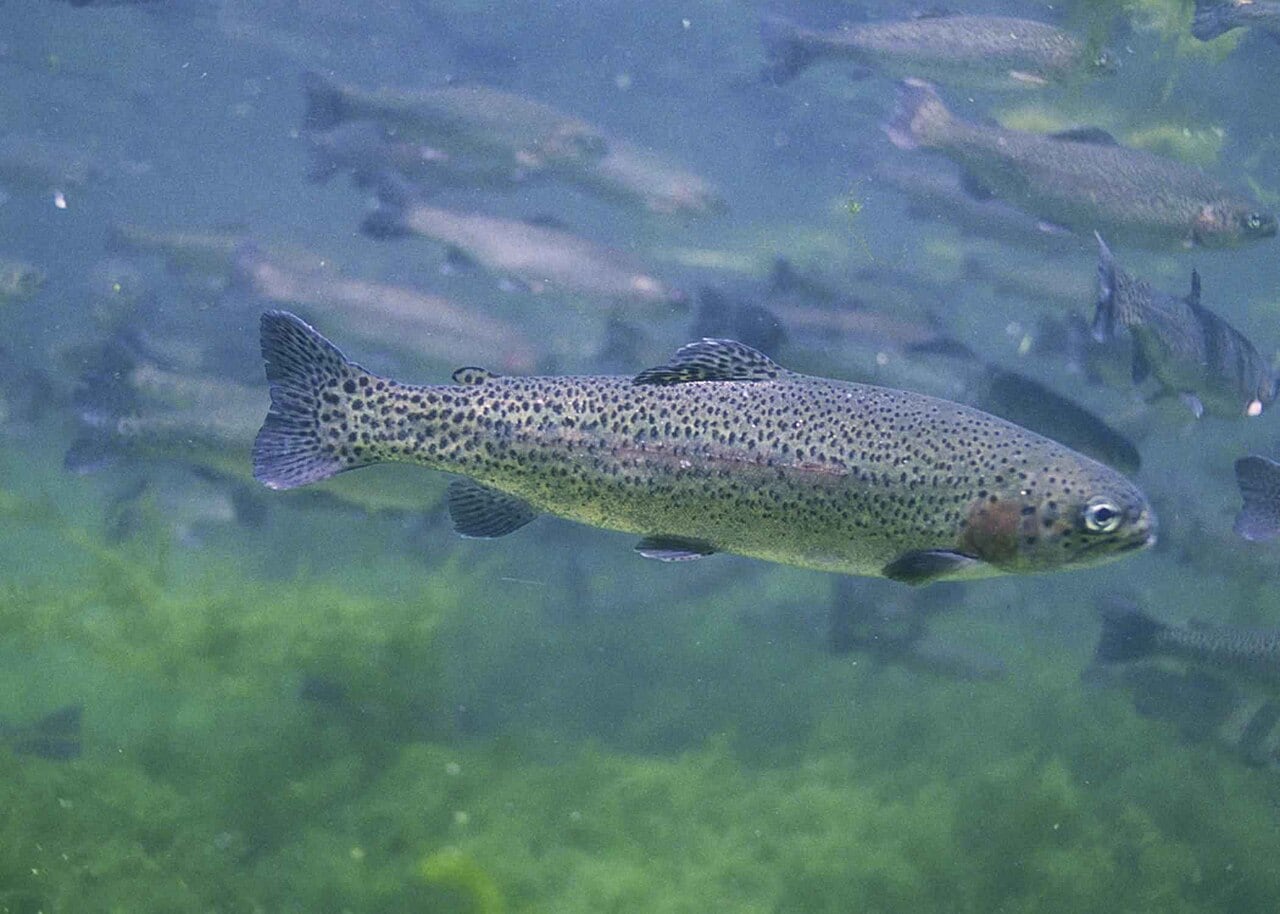 Regenbogenforelle (Oncorhynchus mykiss)
