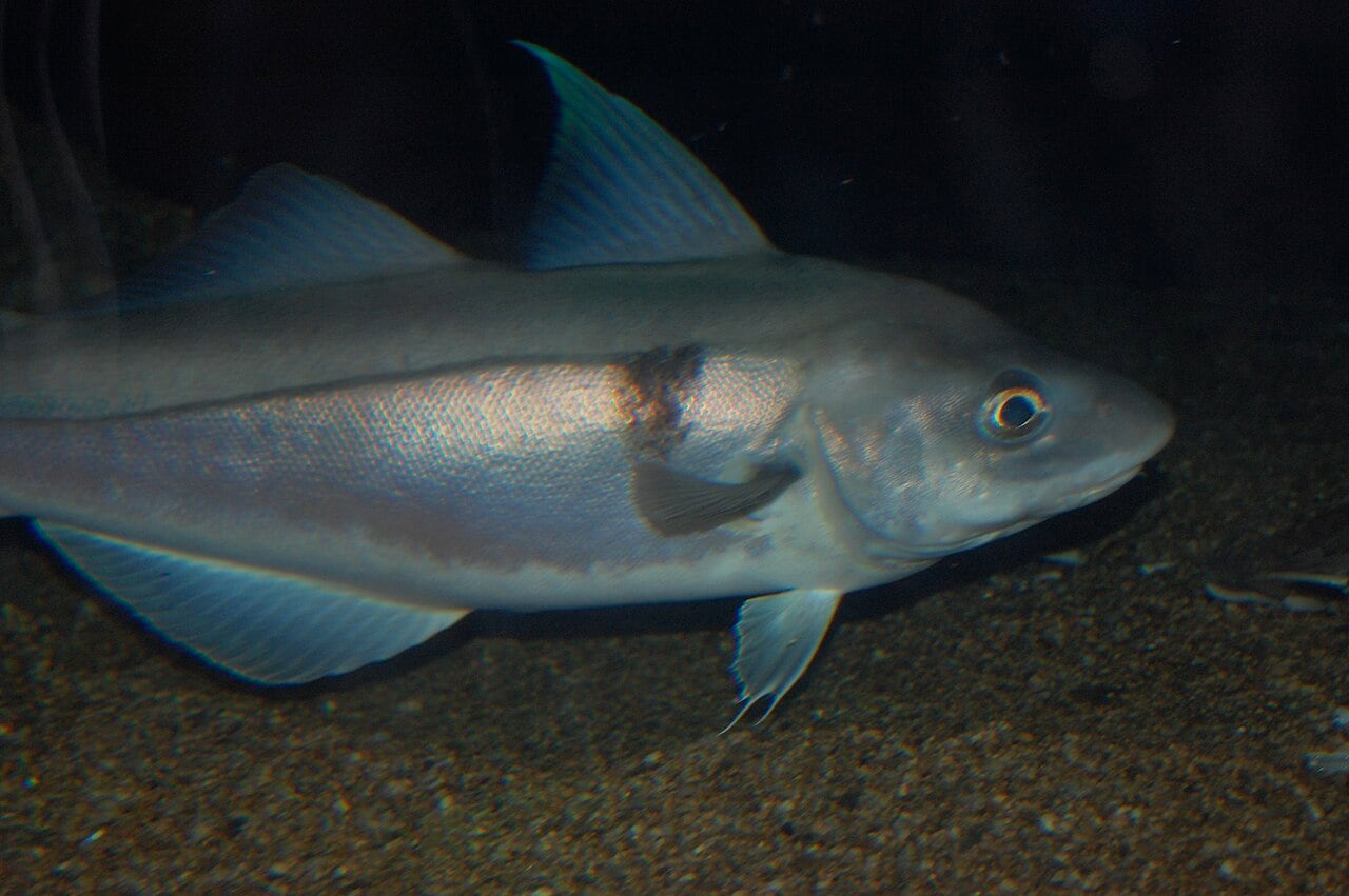Schellfisch (Melanogrammus aeglefinus)