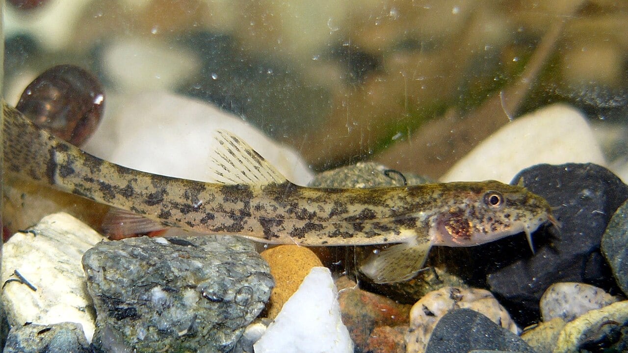 Schmerle (Barbatula barbatula)