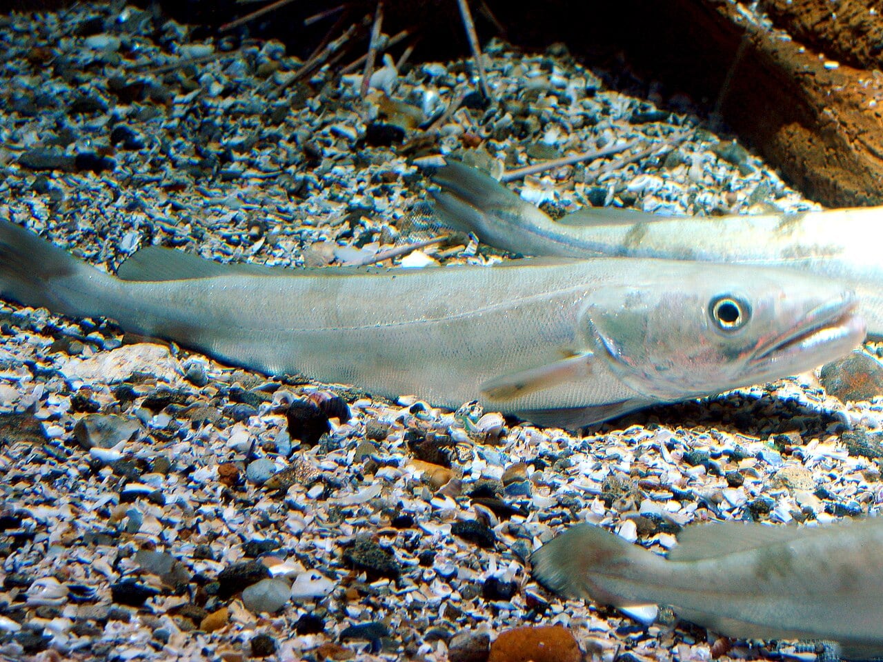 Seehecht (Merluccius merluccius)