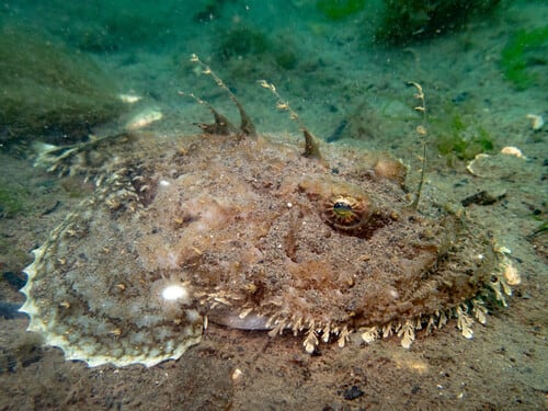 Seeteufel (Lophius piscatorius)