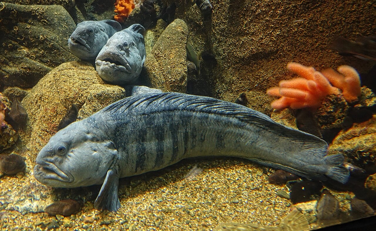 Atlantischer Seewolf (Steinbeißer) (Anarhichas lupus)