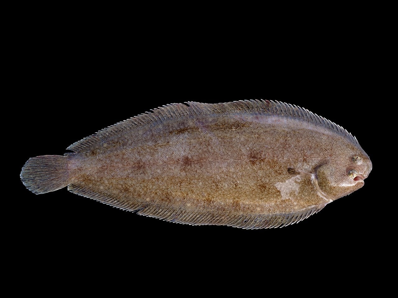 Seezunge (Solea solea)