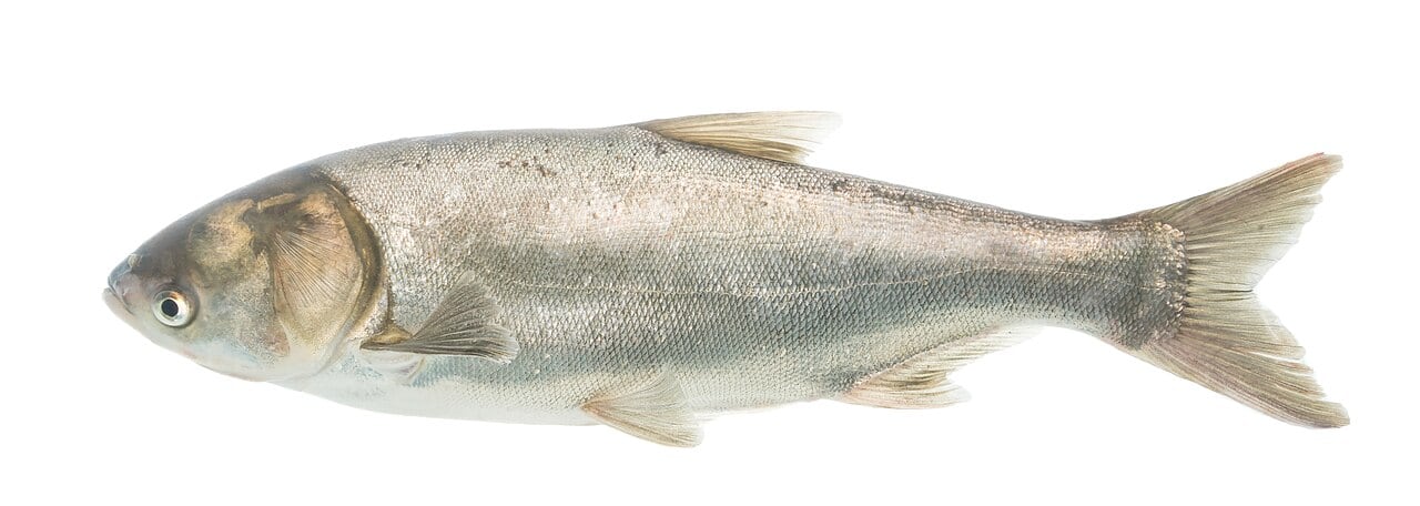 Silberkarpfen (Hypophthalmichthys molitrix)
