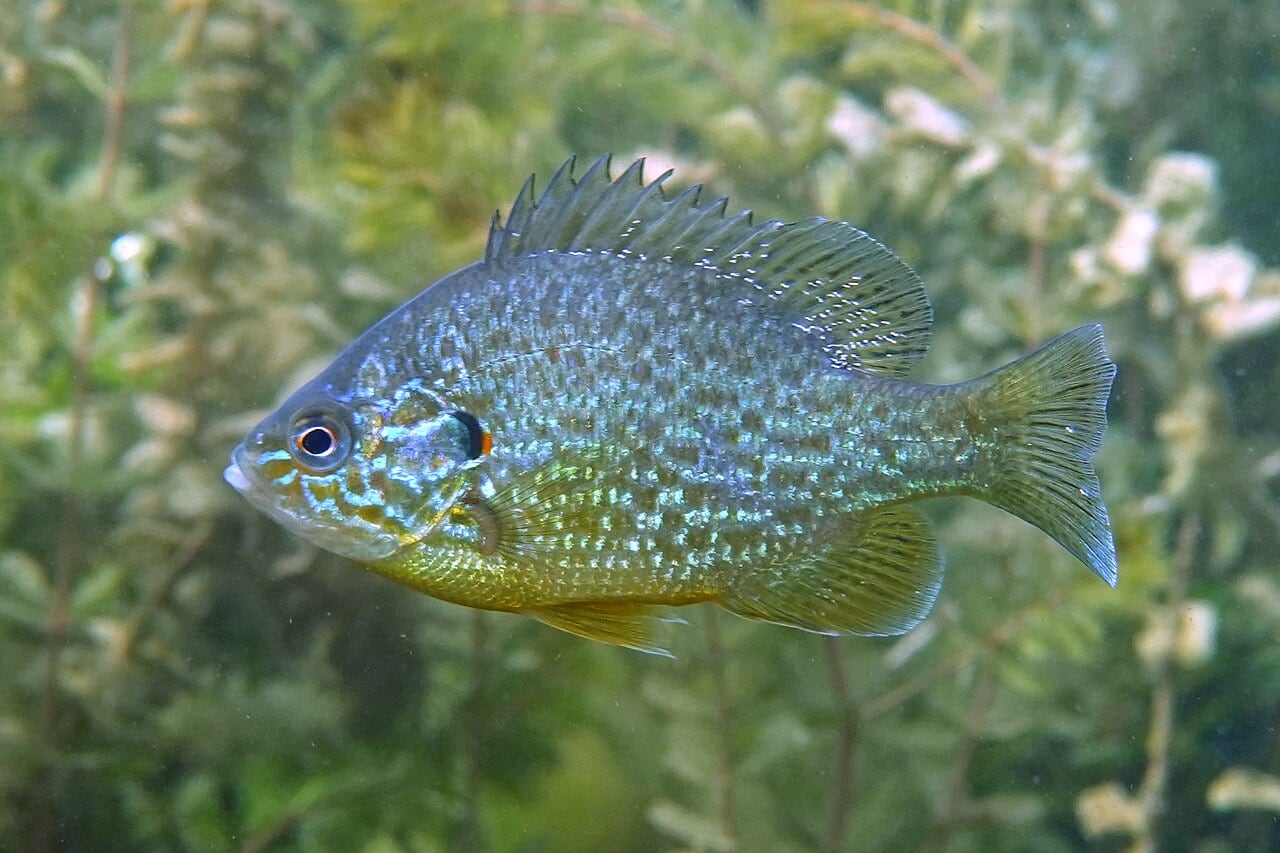 Sonnenfisch (Lepomis gibbosus)