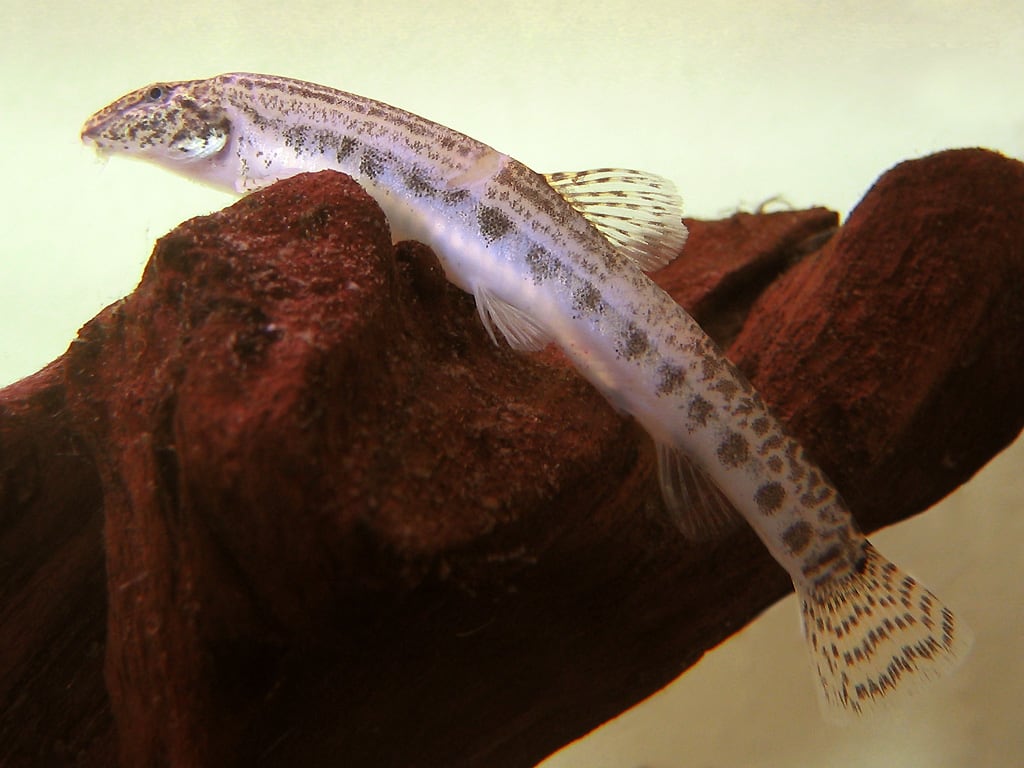 Steinbeißer (Cobitis taenia)