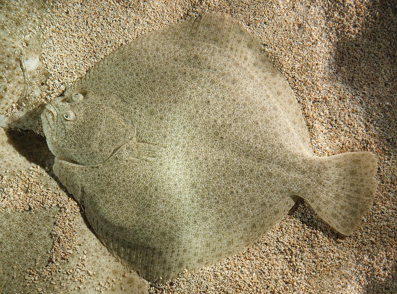 Steinbutt (Scophthalmus maximus)
