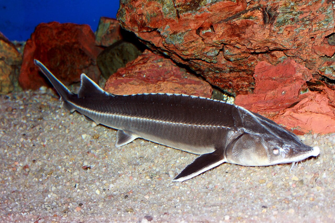 Sterlet (Acipenser ruthenus)
