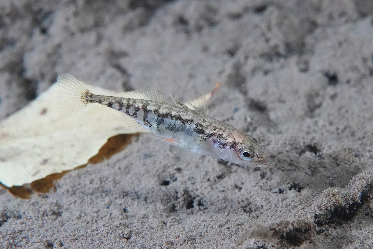 Stichling (Gasterosteus aculeatus)