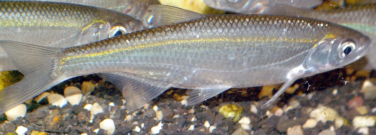 Ukelei (Laube) (Alburnus alburnus)